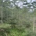 小叶榄仁。3-5公分。普宁苗木基地
