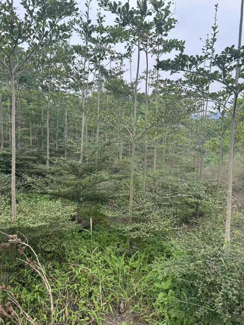 小叶榄仁。3-5公分。普宁苗木基地