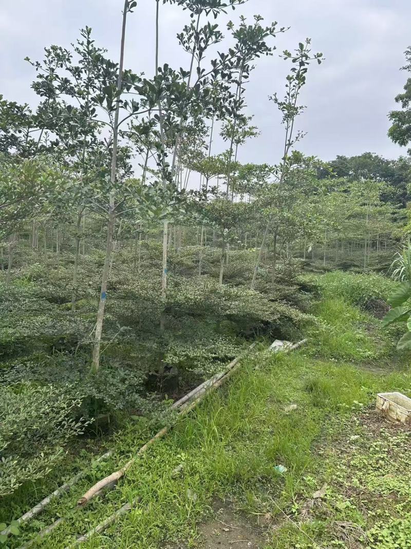 小叶榄仁。3-5公分。普宁苗木基地