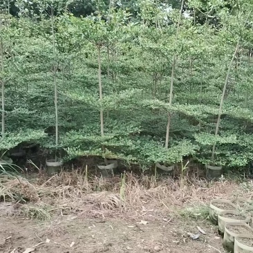 小叶榄仁。3-5公分。普宁苗木基地