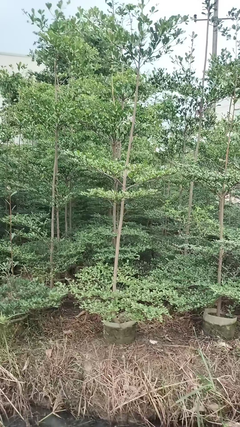 小叶榄仁。3-5公分。普宁苗木基地