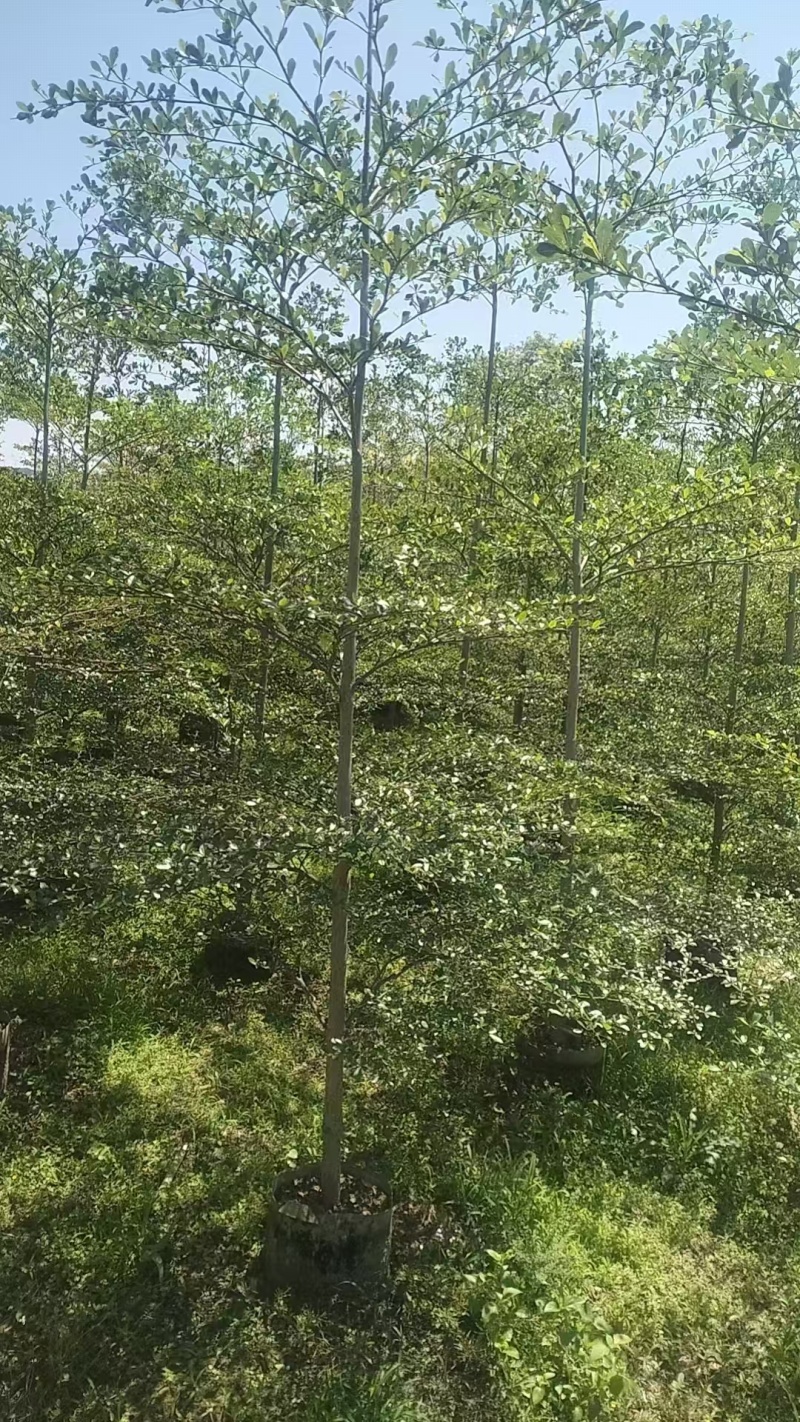 小叶榄仁。3-5公分。普宁苗木基地