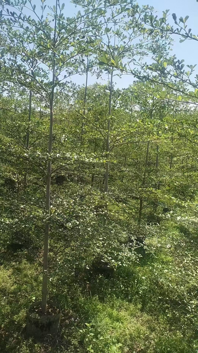 小叶榄仁。3-5公分。普宁苗木基地