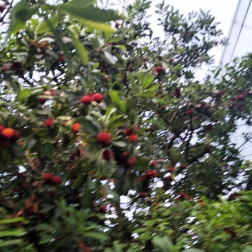 大棚黑炭杨梅