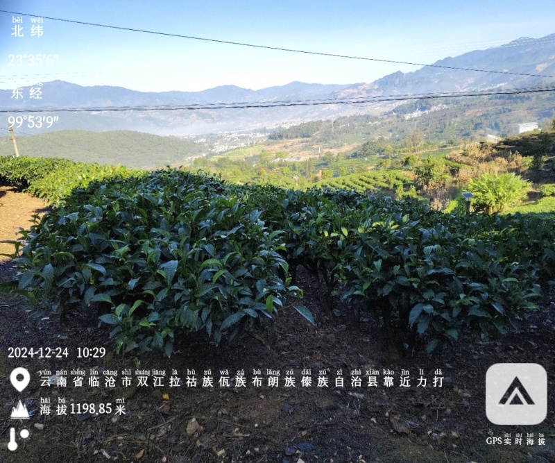 茶叶