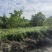 野生三白草现买现采