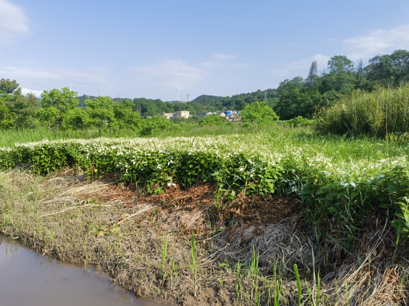 野生三白草现买现采