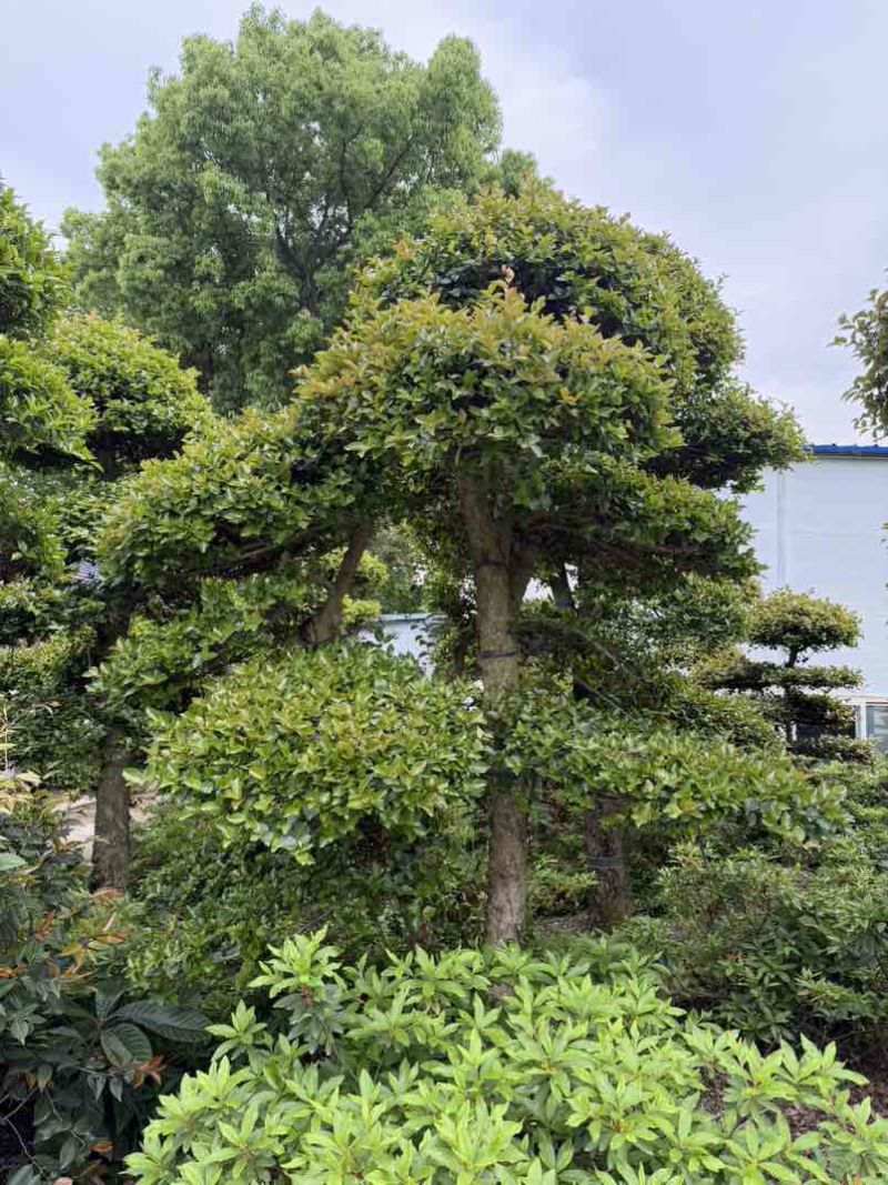 湖北省孝感应城市