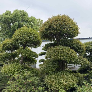 湖北省孝感应城市