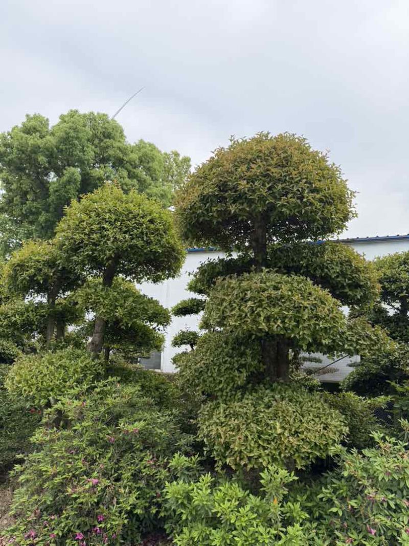 湖北省孝感应城市