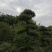湖北省孝感应城市