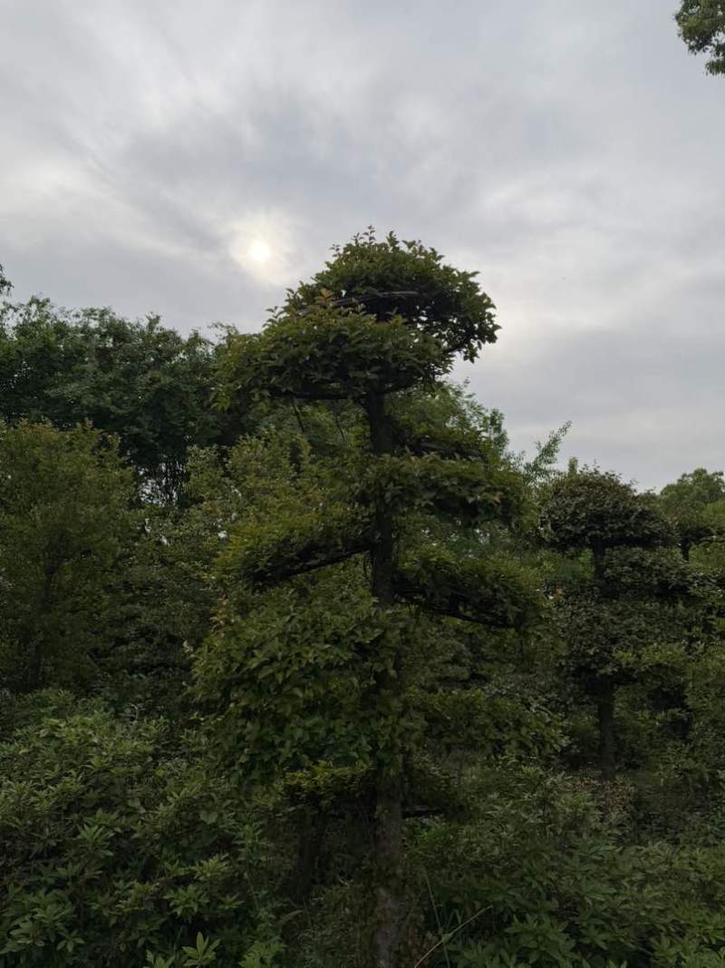 湖北省孝感应城市