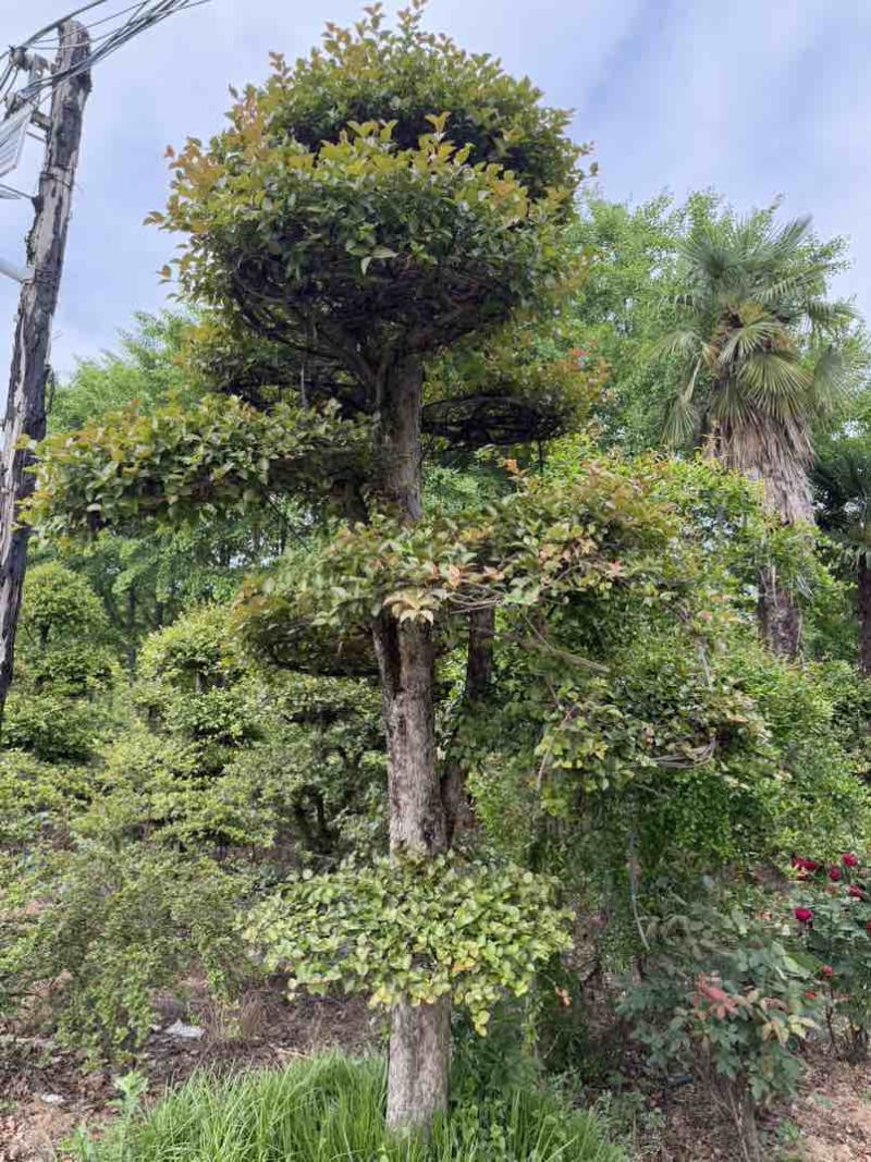 湖北省孝感应城市