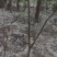 构树苗
