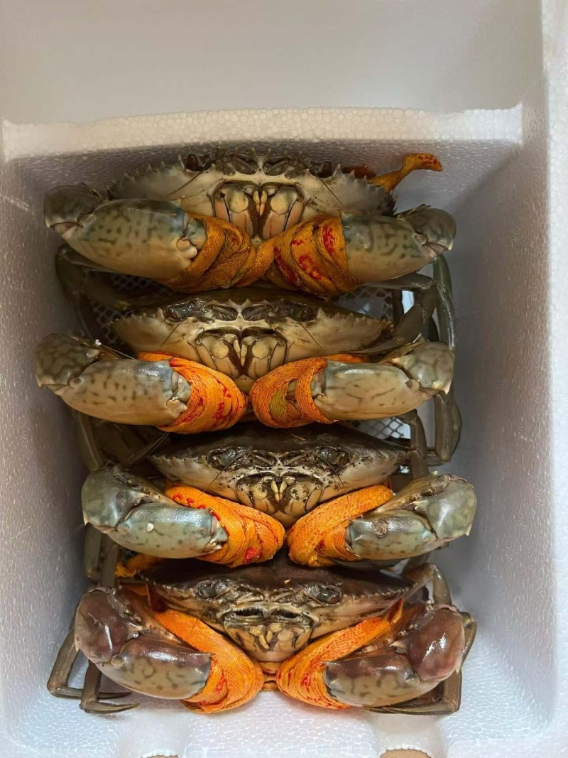三门青蟹
