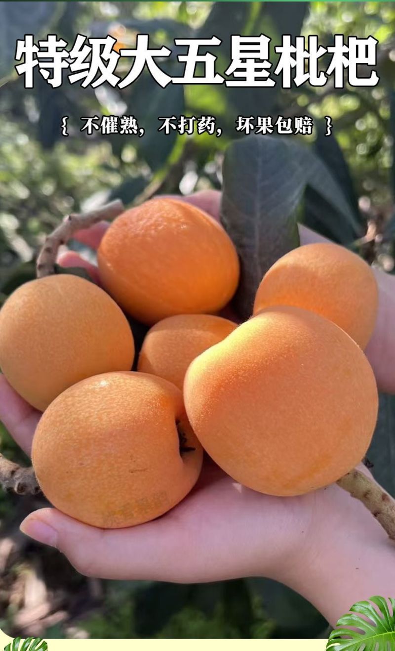 四川雅安汉源五星枇杷