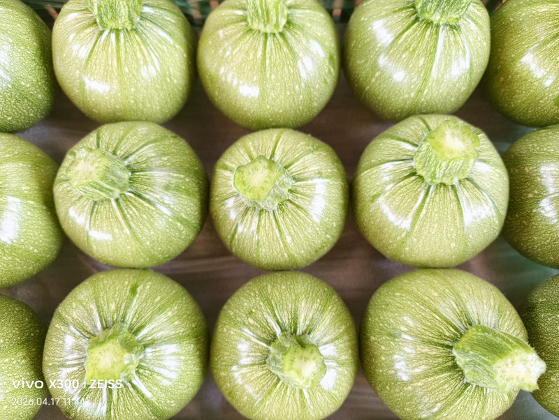 云南小圆瓜
