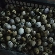 鹌鹑蛋
