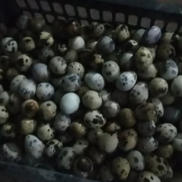 鹌鹑蛋