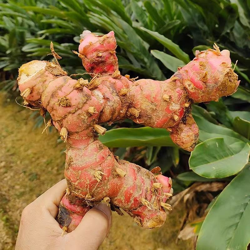 广东老南姜