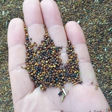 油菜籽