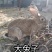 兔子
