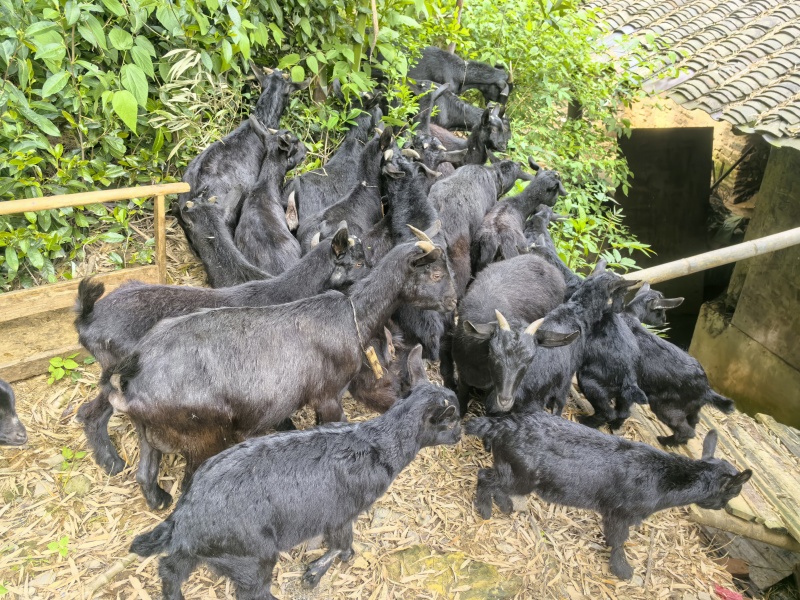 自家正宗散养吃草黑山羊