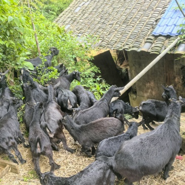 自家正宗散养吃草黑山羊