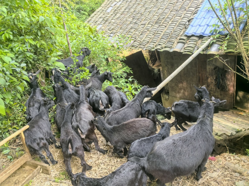自家正宗散养吃草黑山羊
