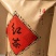 把云南的春天，泡进你的茶杯里
