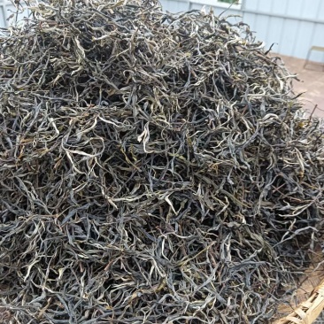 高山古树茶
