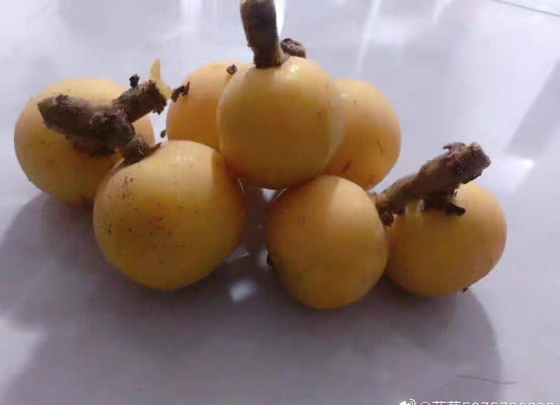 正宗温州白枇杷