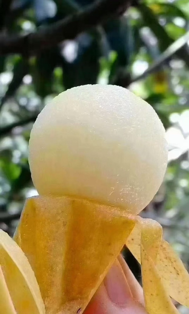 正宗温州白枇杷
