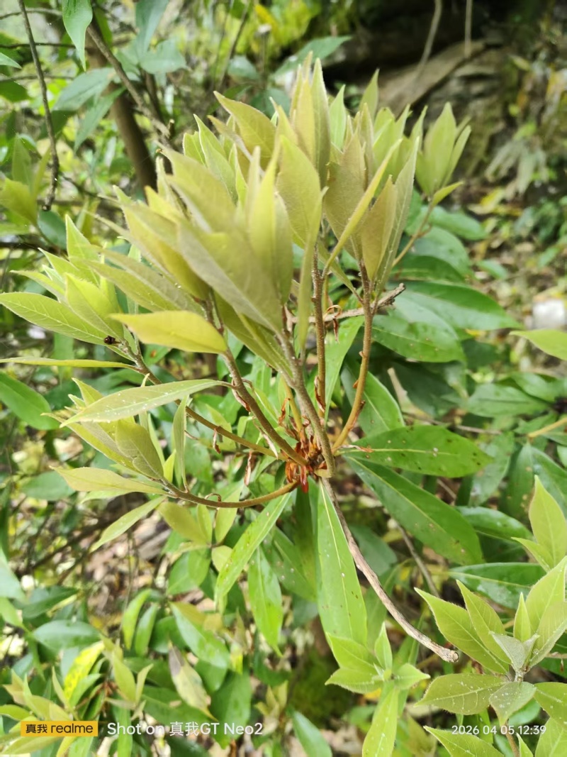 老鹰茶