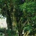 保山茶叶