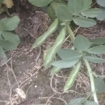 蚕豆