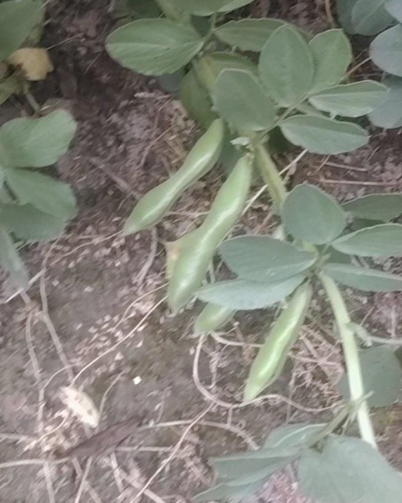 蚕豆