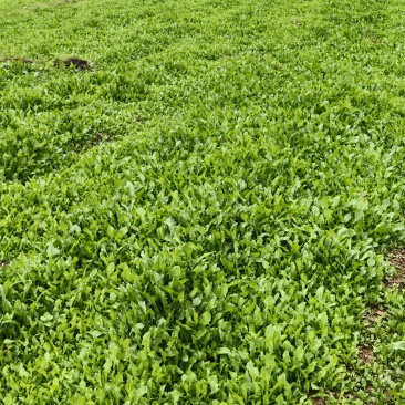 药食同源蒲公英