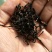 临沧凤庆红茶