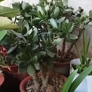 发财玉树