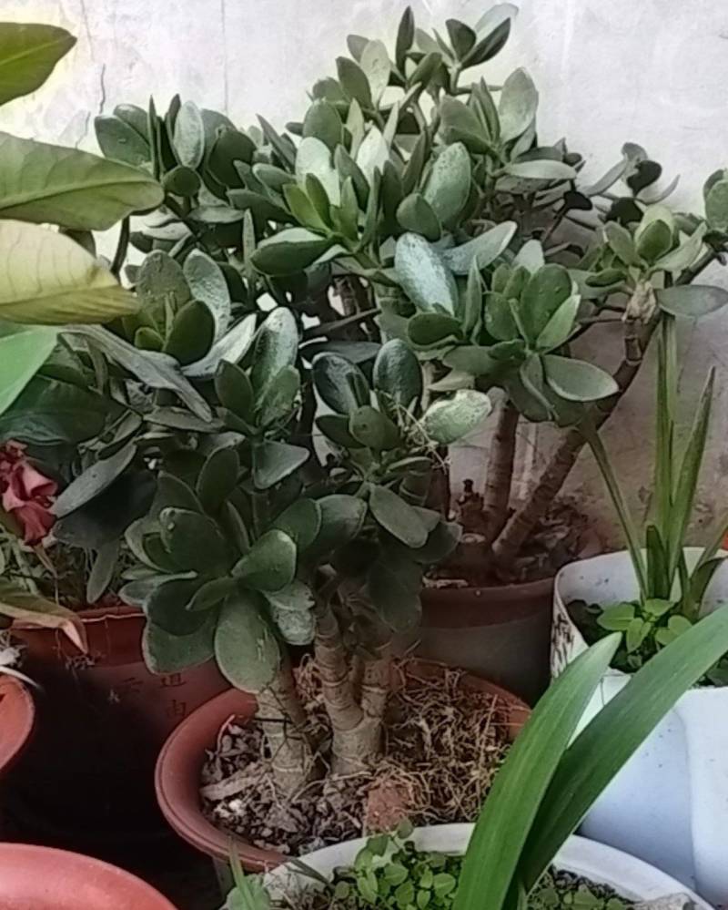 发财玉树