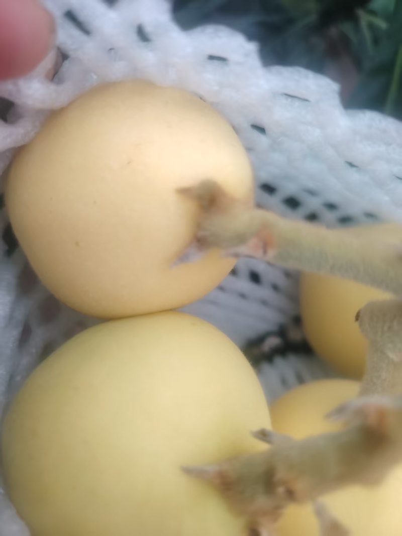 贵妃白肉枇杷