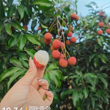 正宗白糖罂荔枝