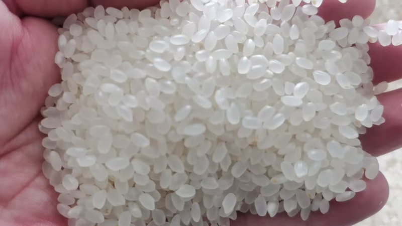 珍珠米