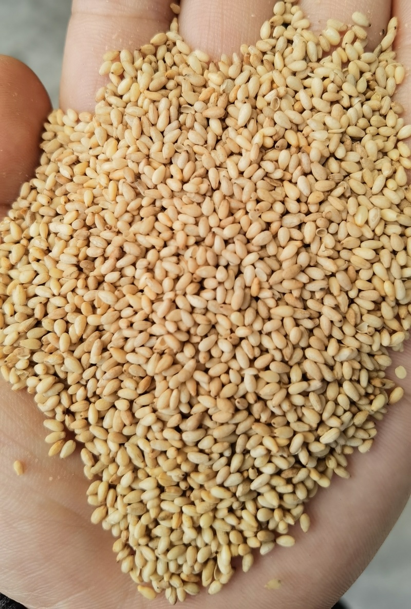 供应：白芝麻、黑芝麻、熟芝麻、脱皮芝麻仁、各种高中低档芝麻