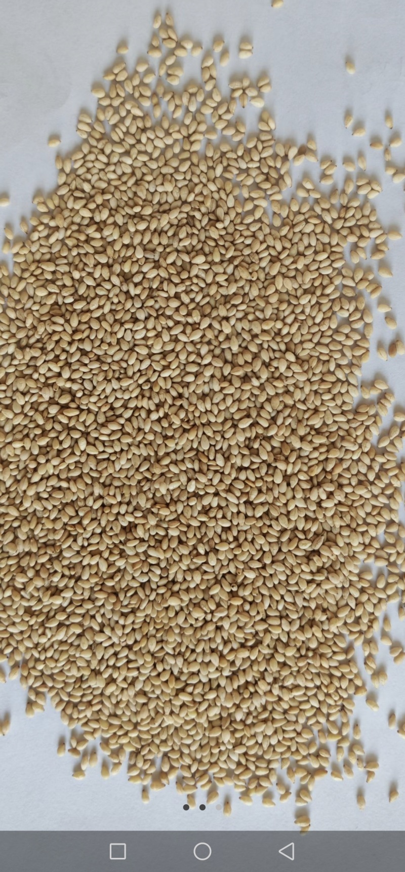 供应：白芝麻、黑芝麻、熟芝麻、脱皮芝麻仁、各种高中低档芝麻