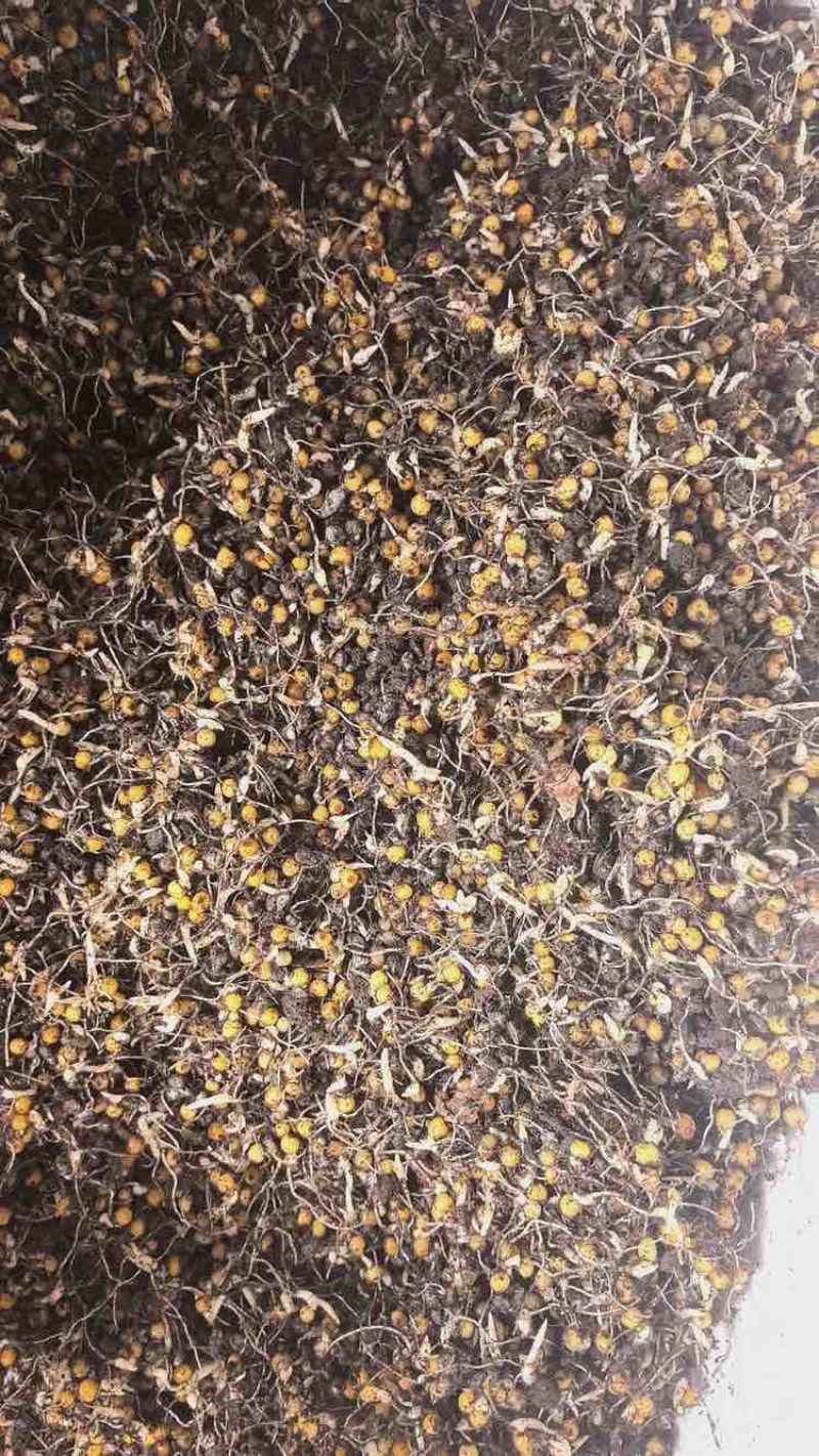 贵州六盘水，几个月苗，滇黄精中红花，自己育苗基地