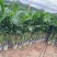 大量210小盆富贵椰子基地直发，高度1.2至1.4