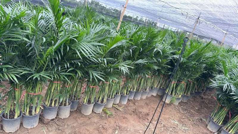 大量210小盆富贵椰子基地直发，高度1.2至1.4