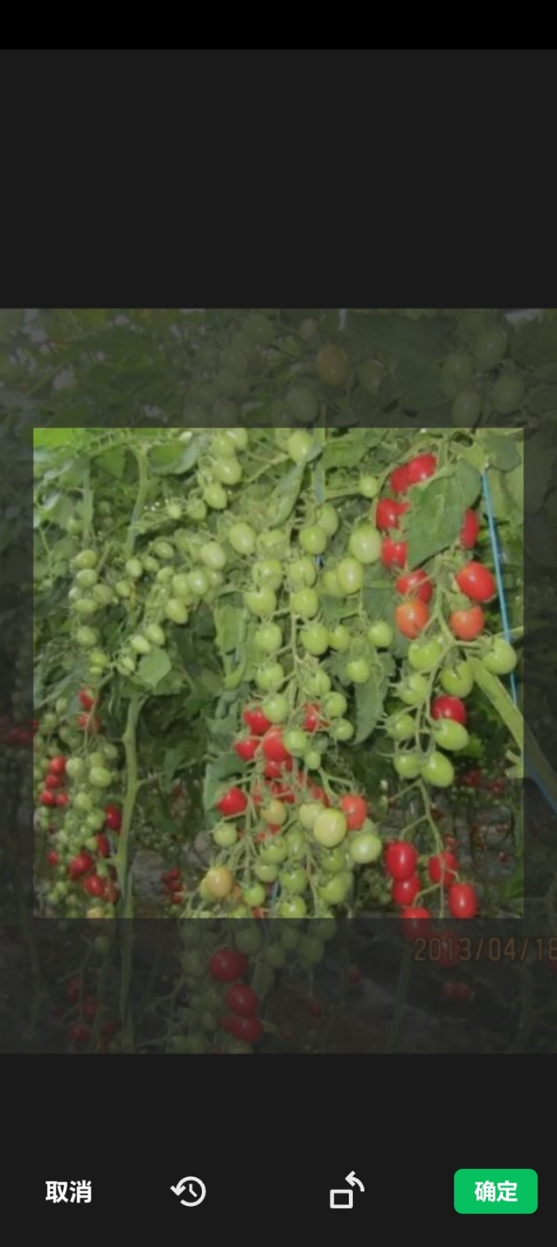 主营各种小番茄黄瓜，豆角